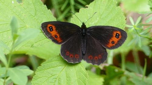 Erebia aethiops